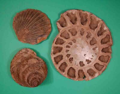 Ammonites