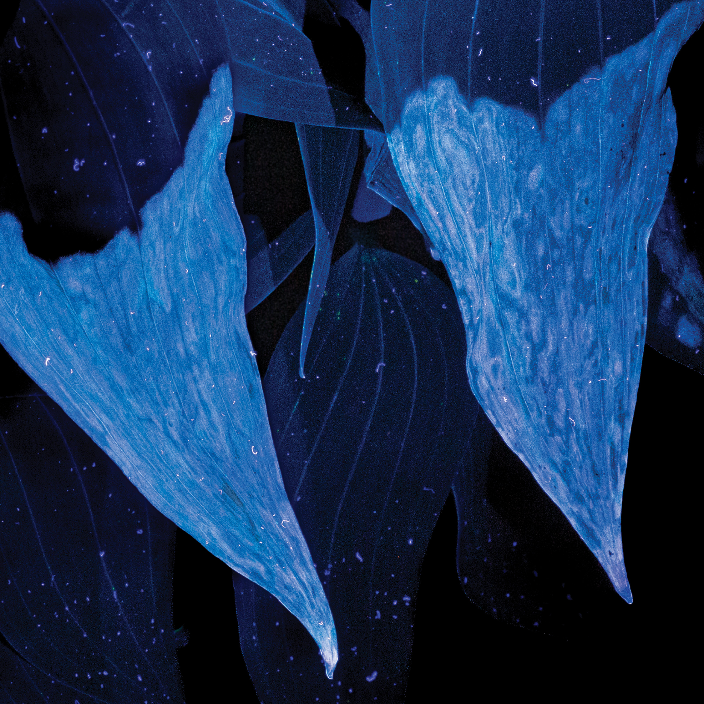 Web_NoText_1080x1080.jpg